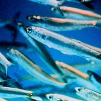 Anchovy