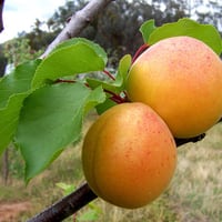 Apricot