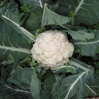 Cauliflower