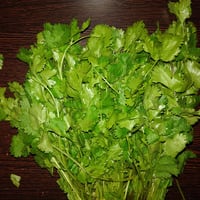 Coriander