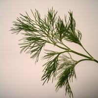 Dill