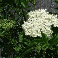 Elderflower