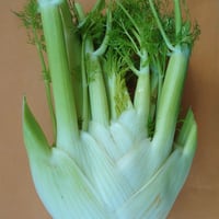 Fennel