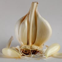 Garlic