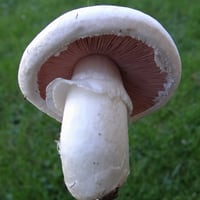 Mushroom