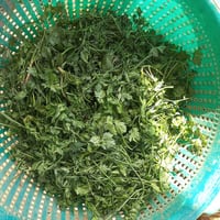 Parsley