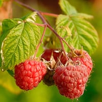 Raspberry