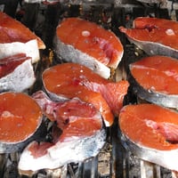 Salmon