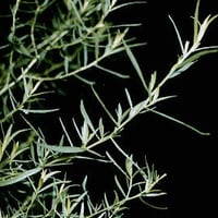Tarragon